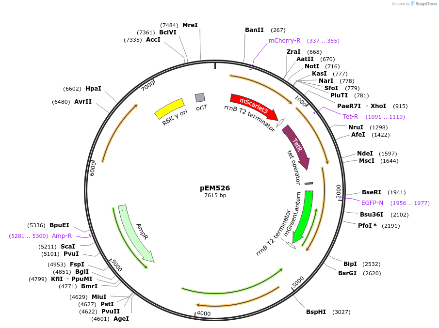 248740-plasmid-map-sequence-id-496782