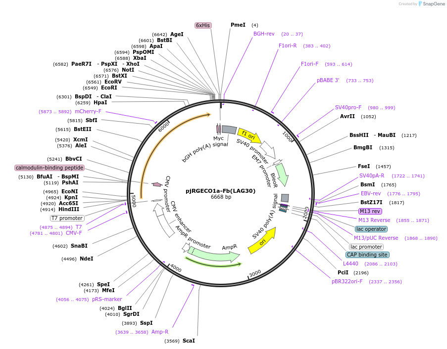 249313-plasmid-map-sequence-id-496791