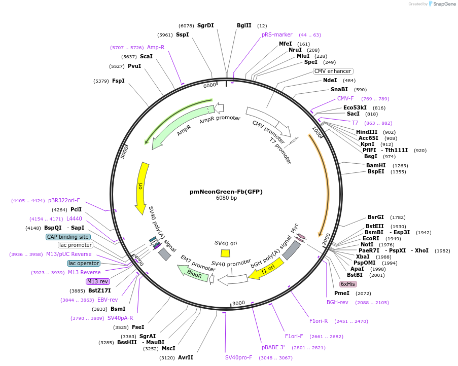 249294-plasmid-map-sequence-id-496793