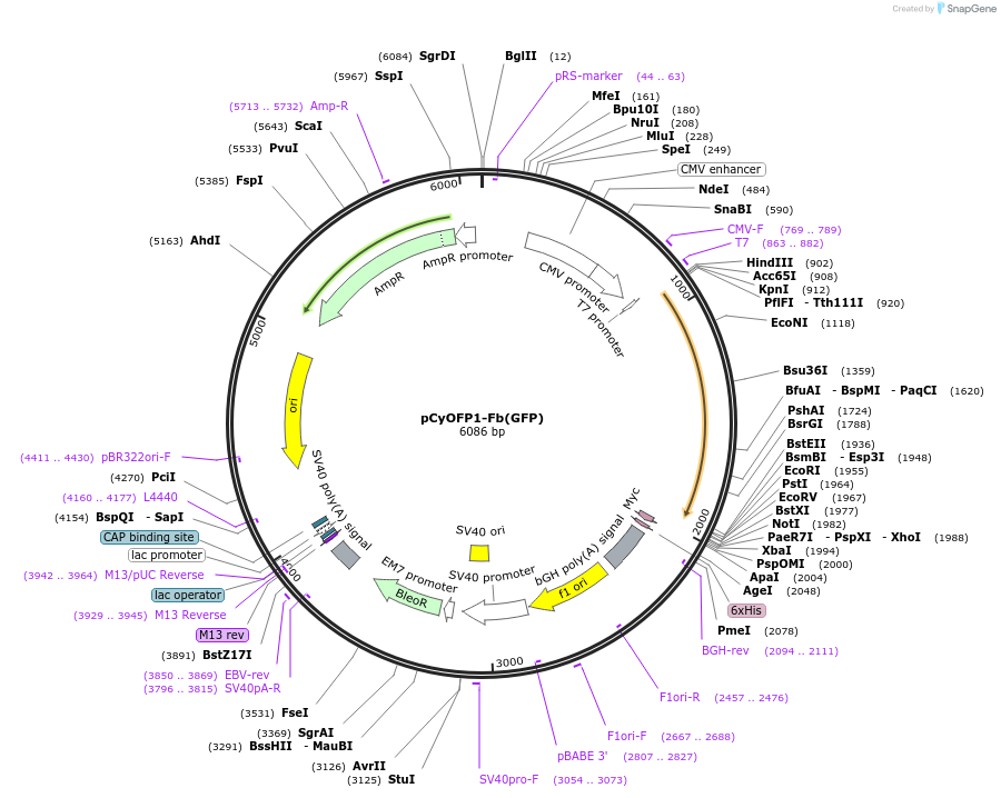 249297-plasmid-map-sequence-id-496794