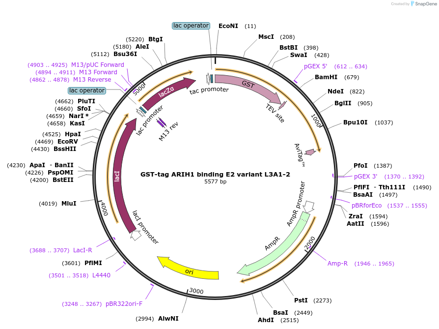 248854-plasmid-map-sequence-id-496796
