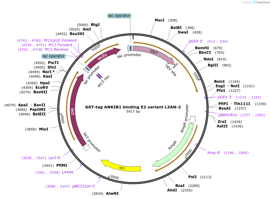 248853-plasmid-map-sequence-id-496799