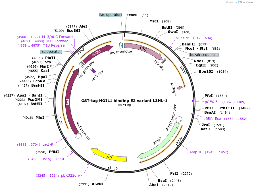 248855-plasmid-map-sequence-id-496800