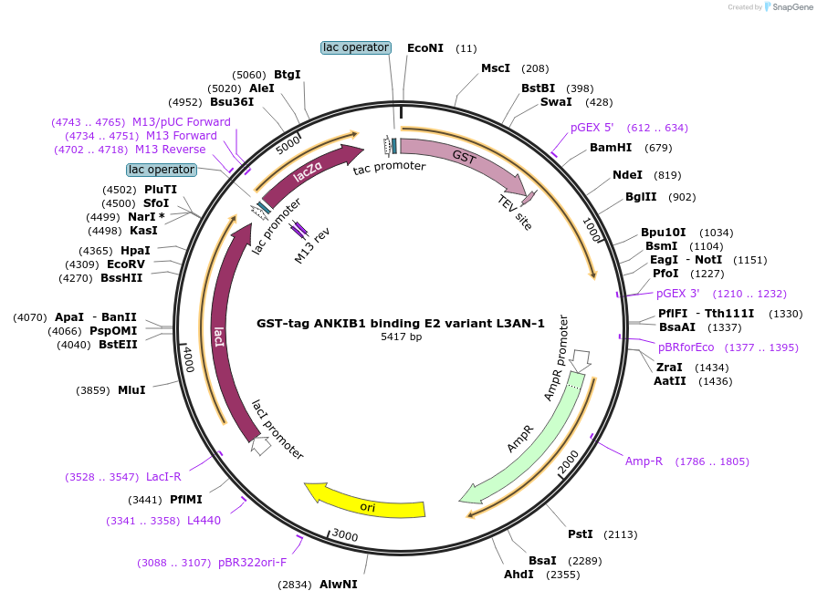 248852-plasmid-map-sequence-id-496817