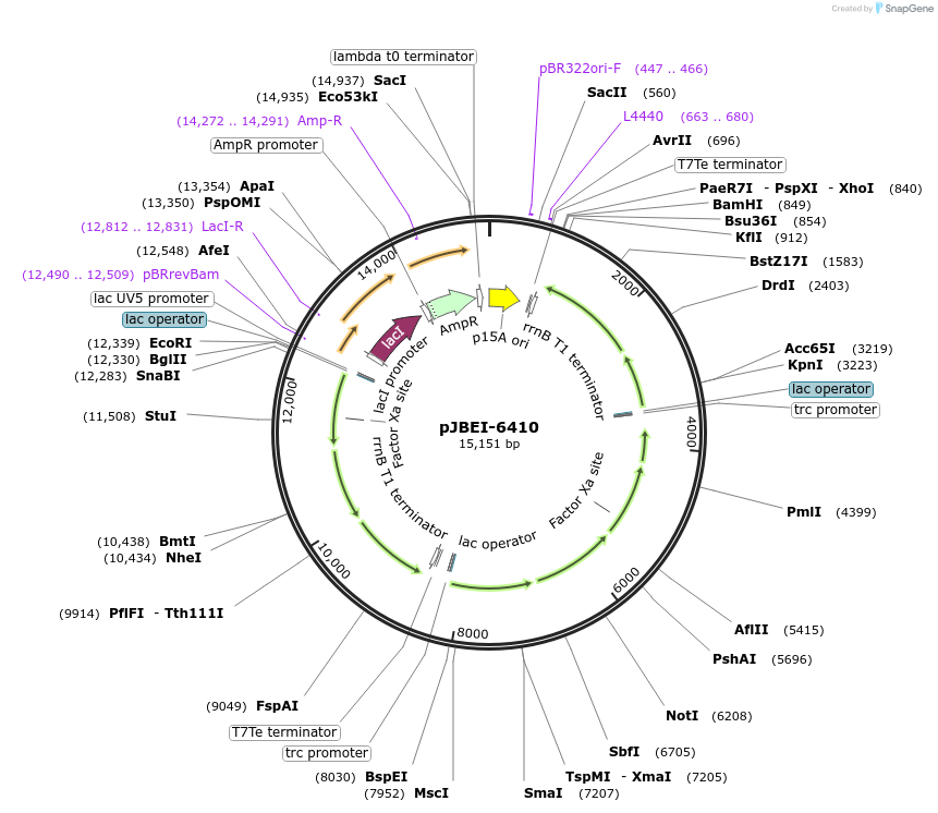 47049-plasmid-map-sequence-id-496830