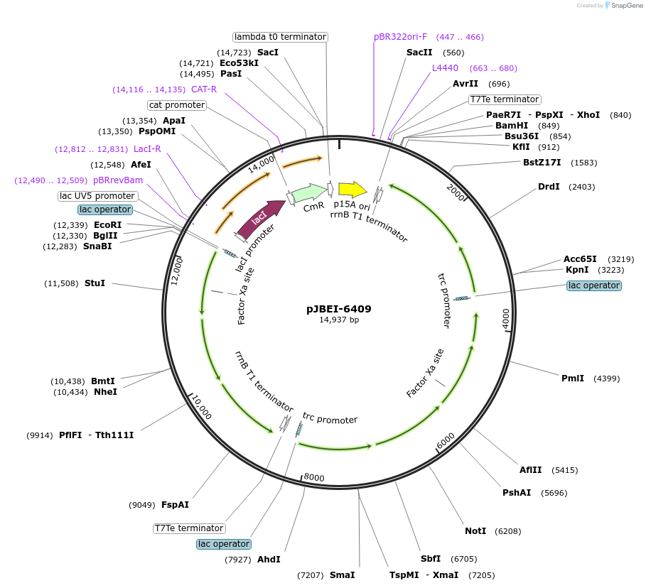 47048-plasmid-map-sequence-id-496831