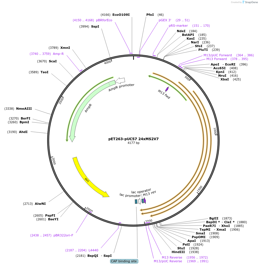 140705-plasmid-map-sequence-id-496861