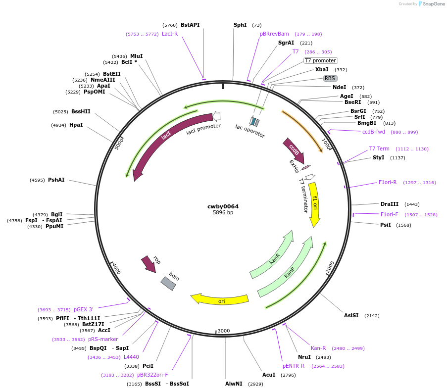 247414-plasmid-map-sequence-id-496895