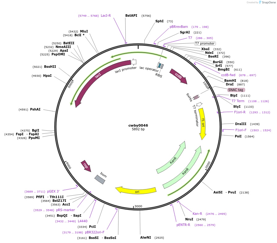 247396-plasmid-map-sequence-id-496896