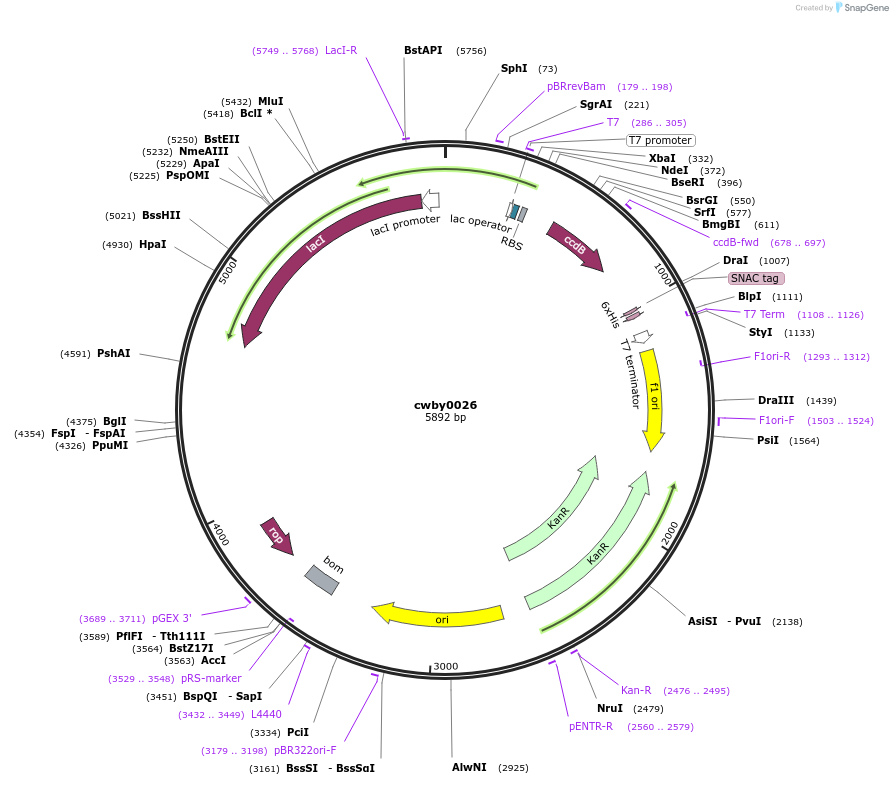 247376-plasmid-map-sequence-id-496897