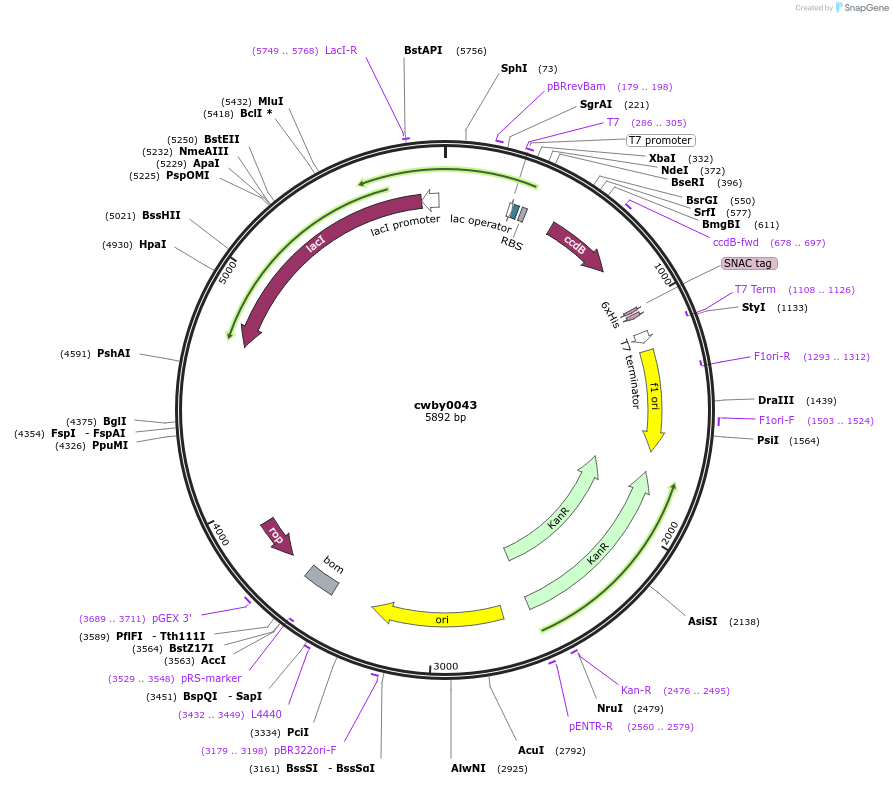 247393-plasmid-map-sequence-id-496898