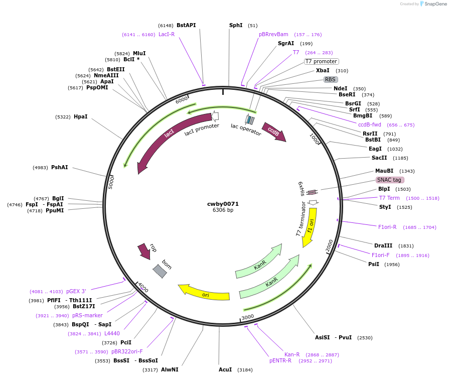 247421-plasmid-map-sequence-id-496899