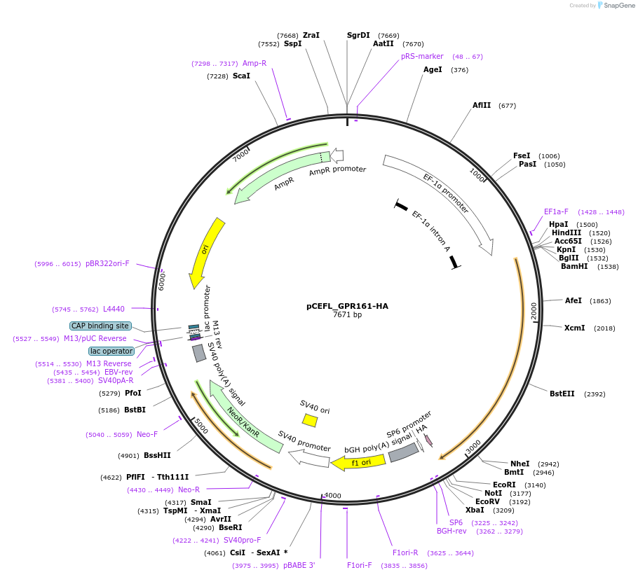 249268-plasmid-map-sequence-id-496938