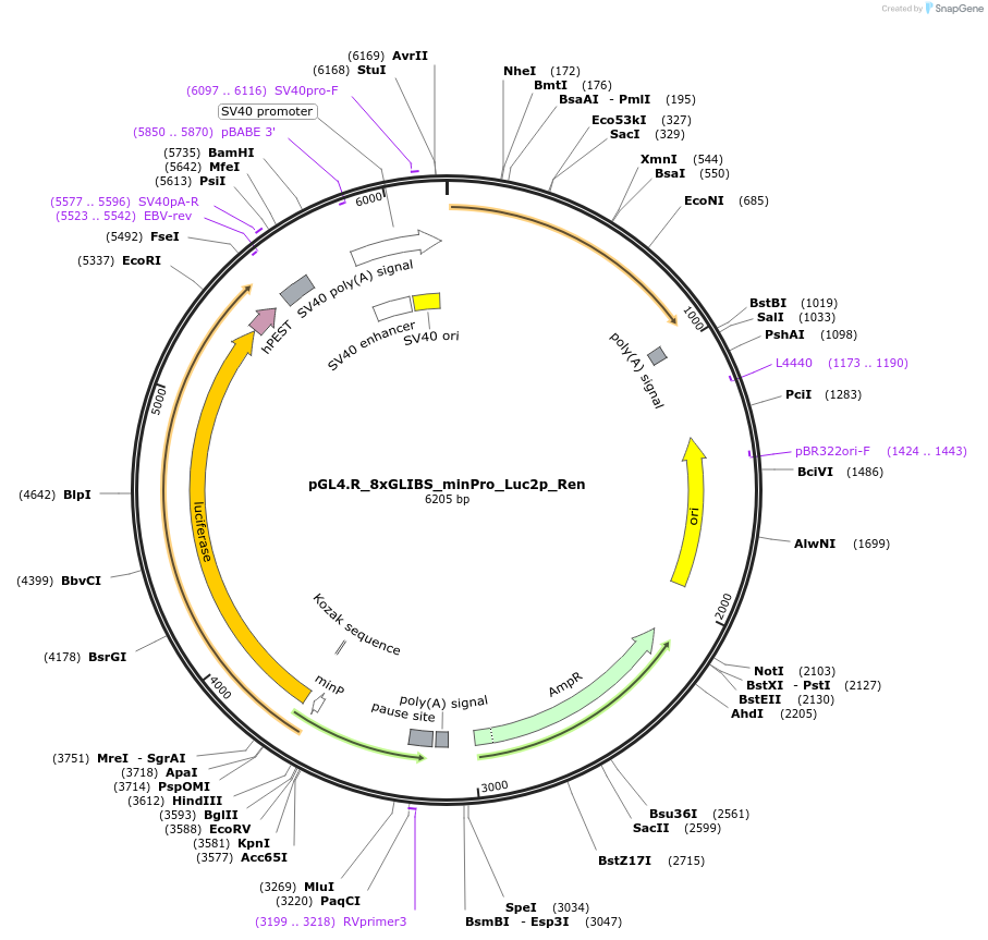 249281-plasmid-map-sequence-id-496940