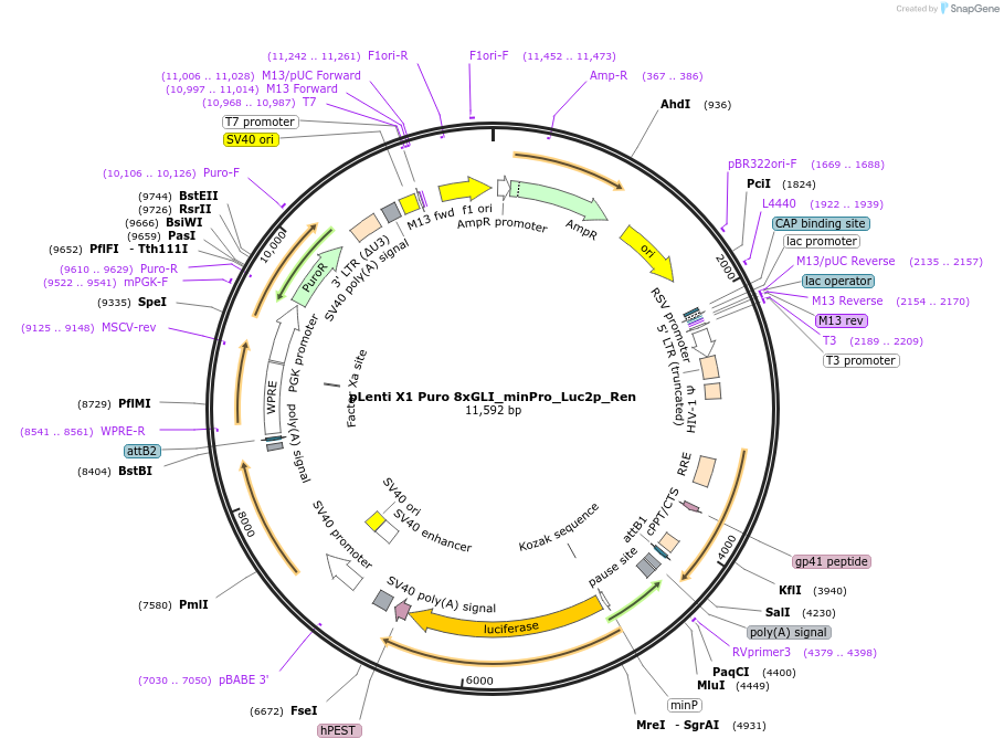 249282-plasmid-map-sequence-id-496941