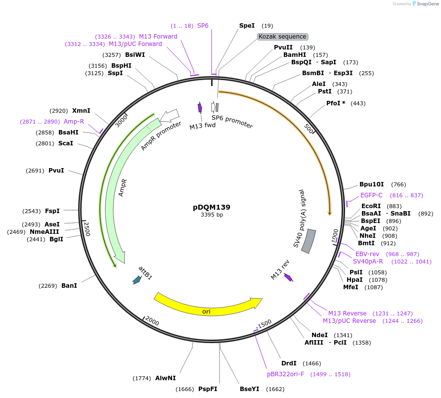 247638-plasmid-map-sequence-id-496954