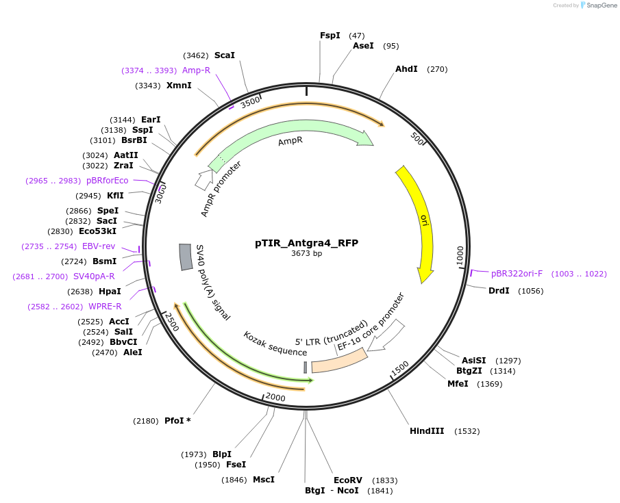 248203-plasmid-map-sequence-id-496978
