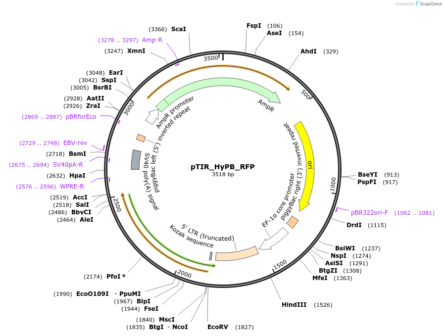 248201-plasmid-map-sequence-id-496979