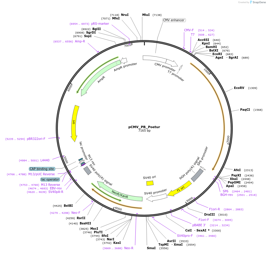 248198-plasmid-map-sequence-id-496980