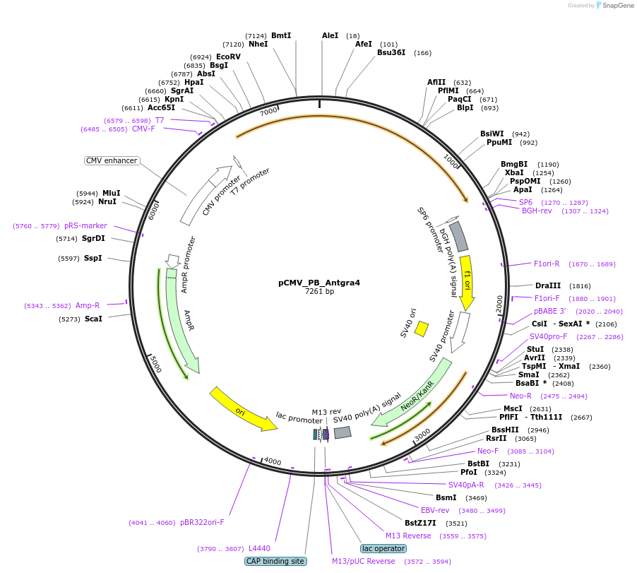 248199-plasmid-map-sequence-id-496981