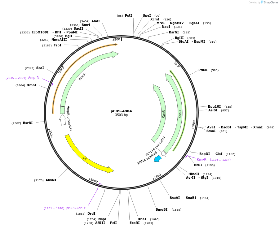 249320-plasmid-map-sequence-id-496998