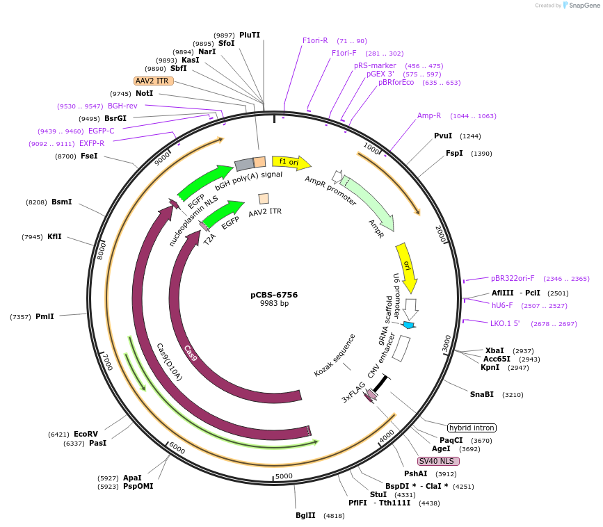 249328-plasmid-map-sequence-id-497001