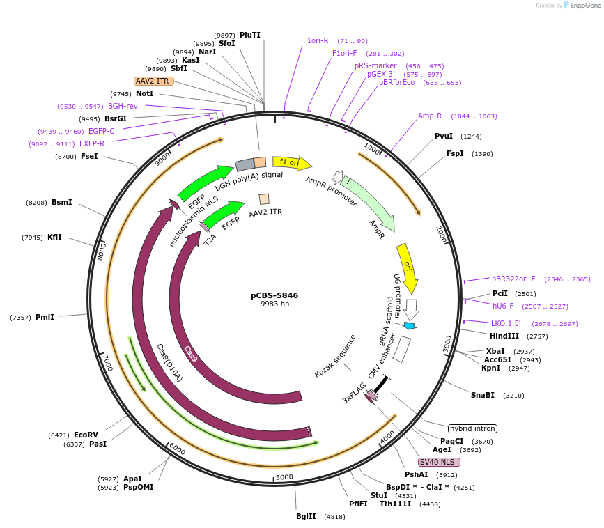 249329-plasmid-map-sequence-id-497002