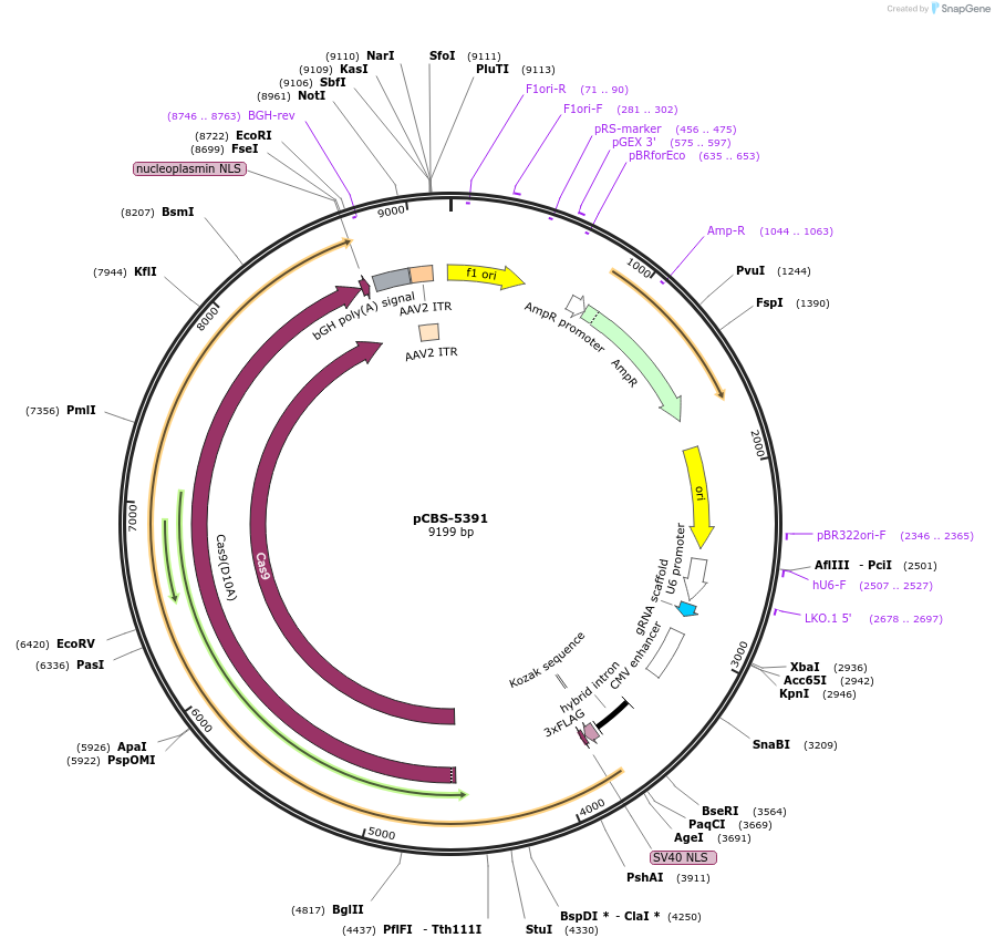 249330-plasmid-map-sequence-id-497003