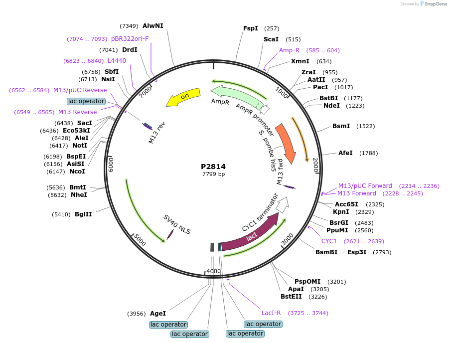 248829-plasmid-map-sequence-id-497158