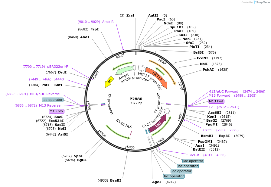 248830-plasmid-map-sequence-id-497160