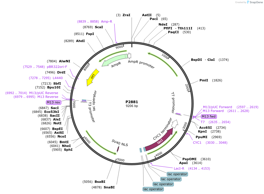 248831-plasmid-map-sequence-id-497164
