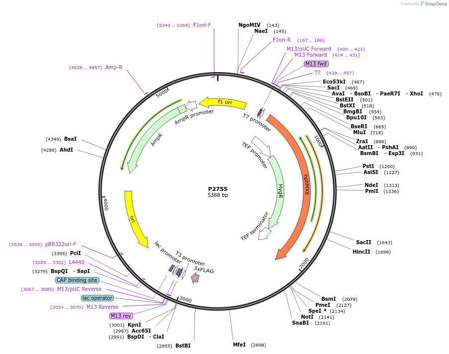 248838-plasmid-map-sequence-id-497165