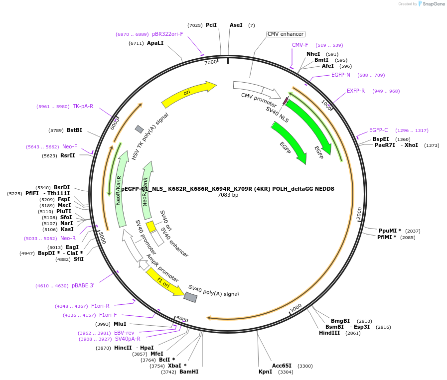 250151-plasmid-map-sequence-id-497171