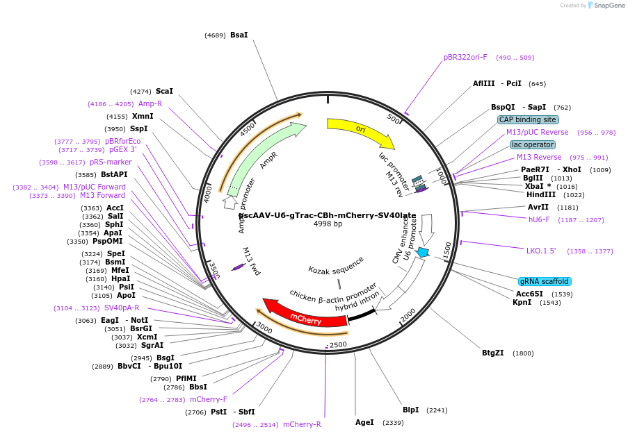 249128-plasmid-map-sequence-id-497190