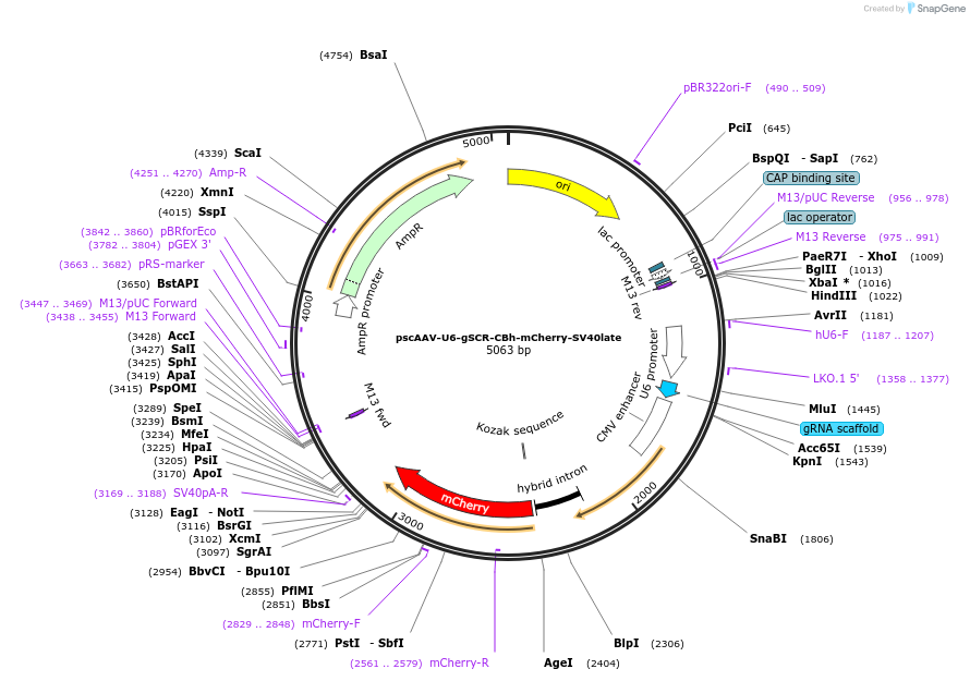 249124-plasmid-map-sequence-id-497191