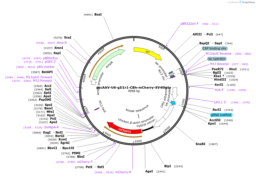 249121-plasmid-map-sequence-id-497195