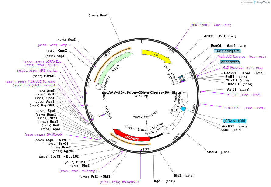 249123-plasmid-map-sequence-id-497196