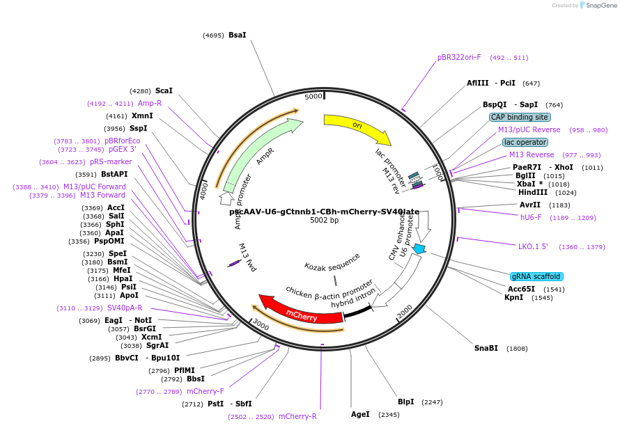249119-plasmid-map-sequence-id-497197
