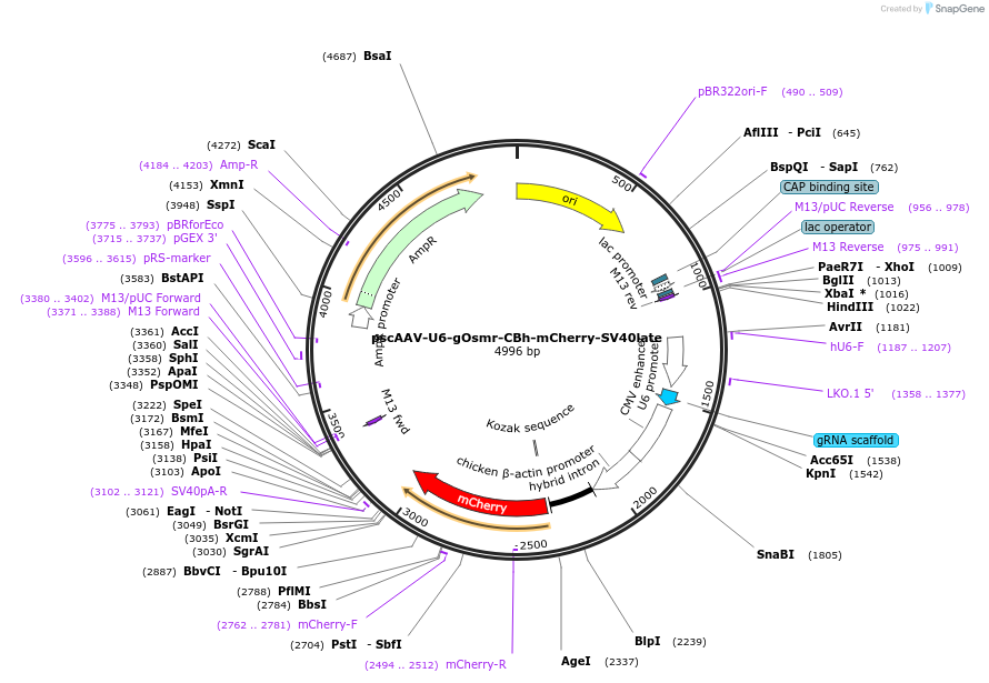 249122-plasmid-map-sequence-id-497198