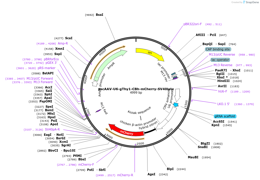 249126-plasmid-map-sequence-id-497200