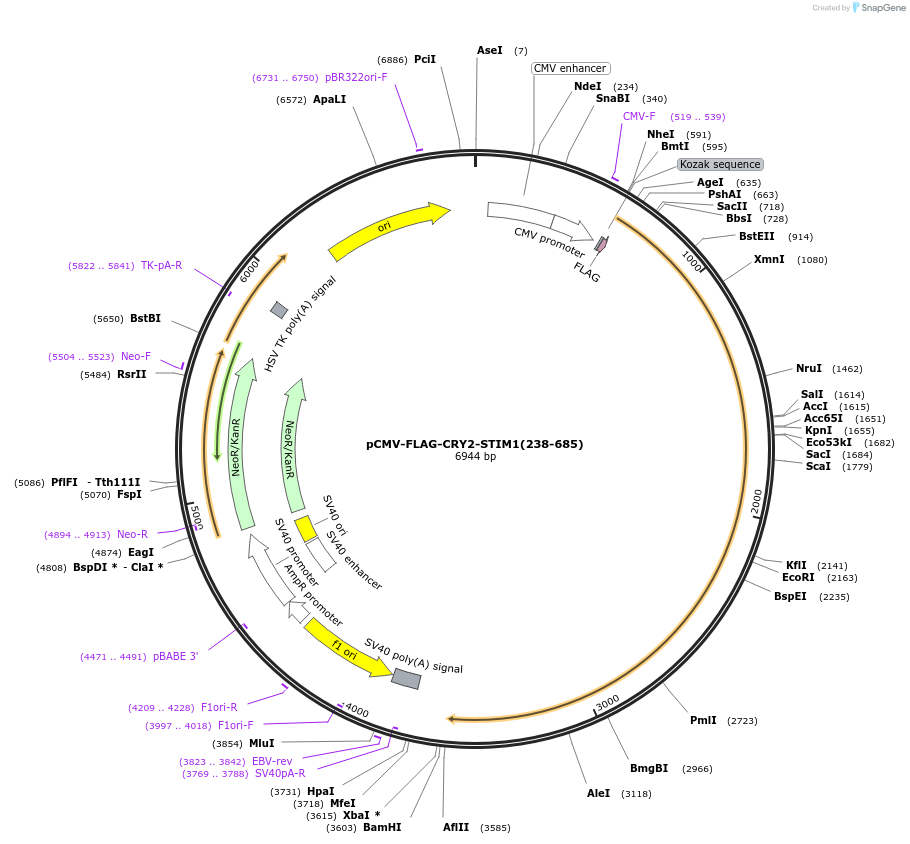 248293-plasmid-map-sequence-id-497312