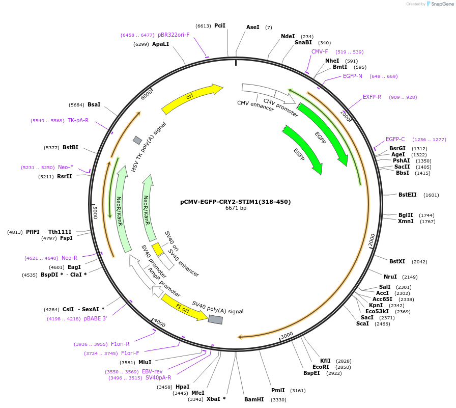 248294-plasmid-map-sequence-id-497313