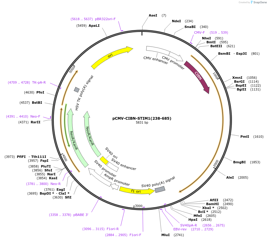 248296-plasmid-map-sequence-id-497315