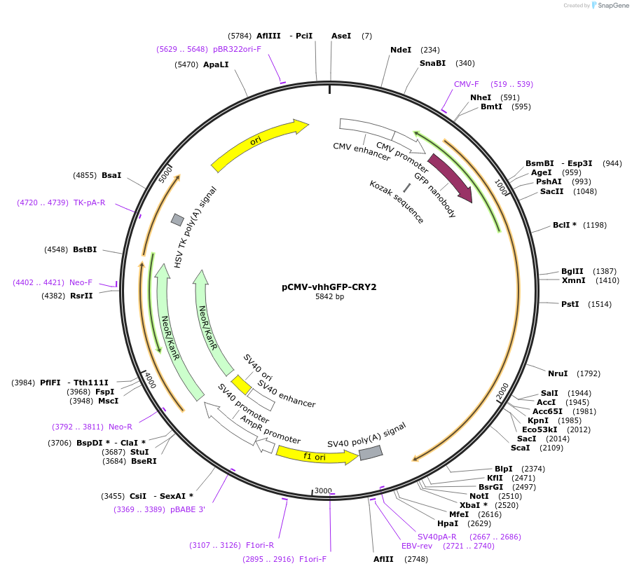 248298-plasmid-map-sequence-id-497317