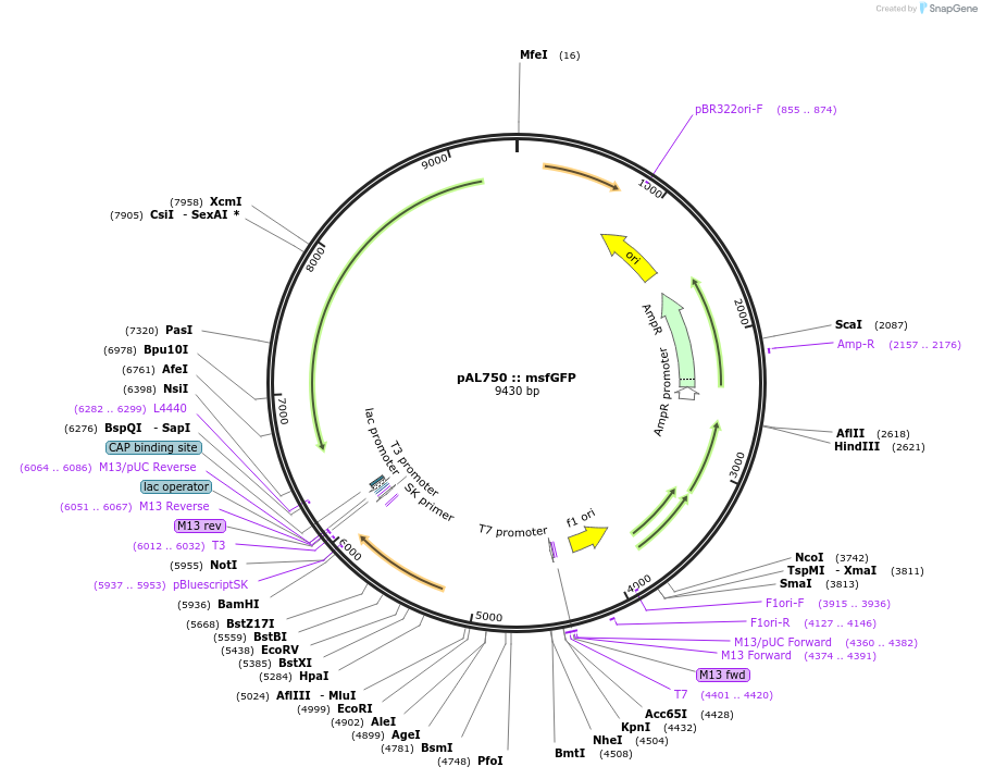250661-plasmid-map-sequence-id-497384