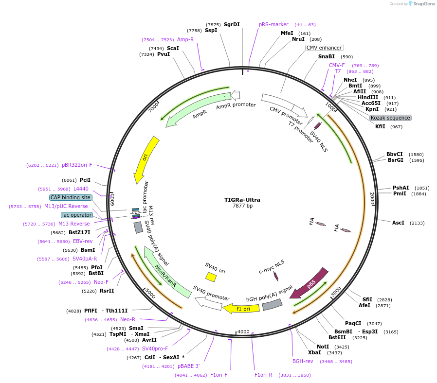250593-plasmid-map-sequence-id-497441