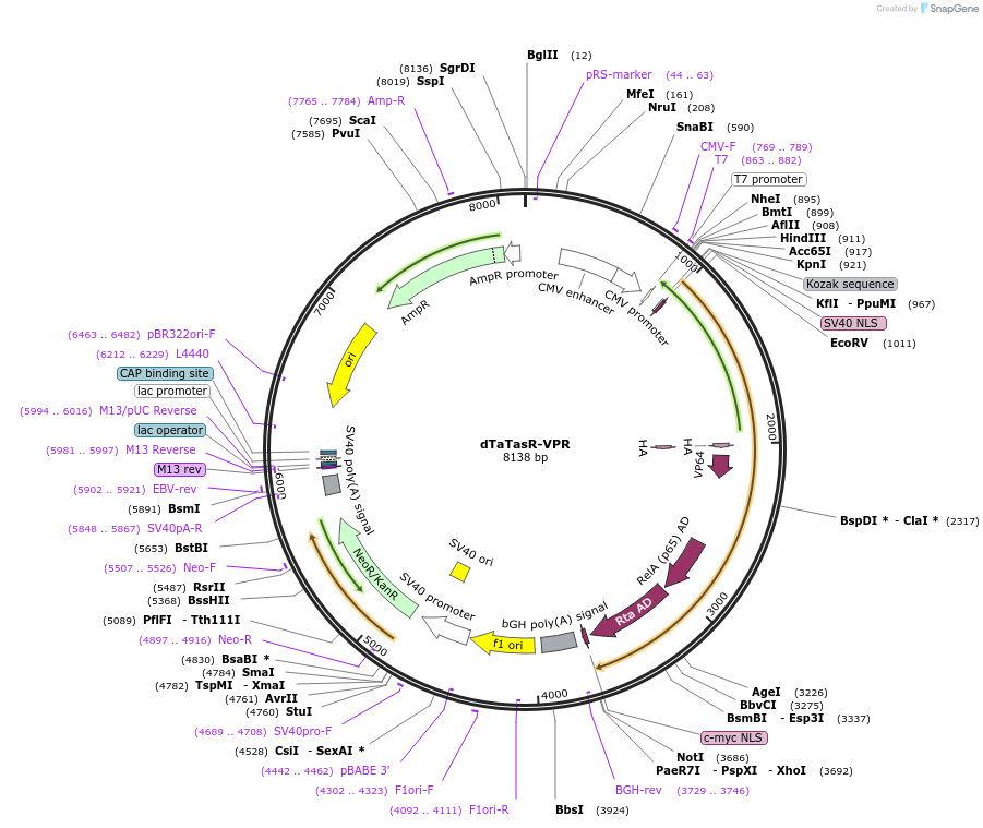 250596-plasmid-map-sequence-id-497442