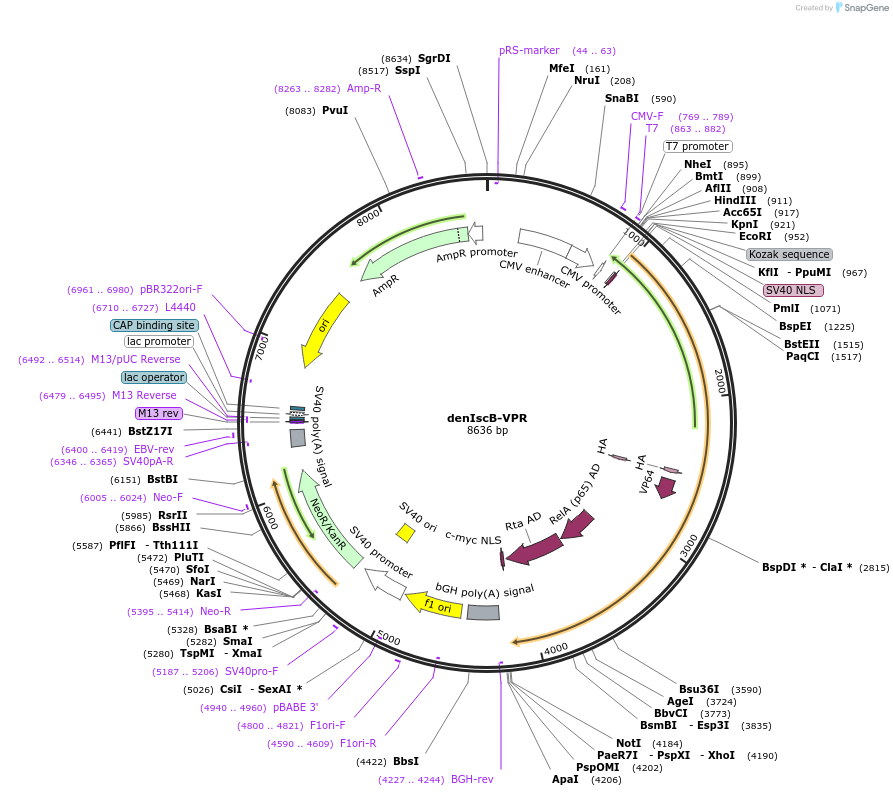 250602-plasmid-map-sequence-id-497443