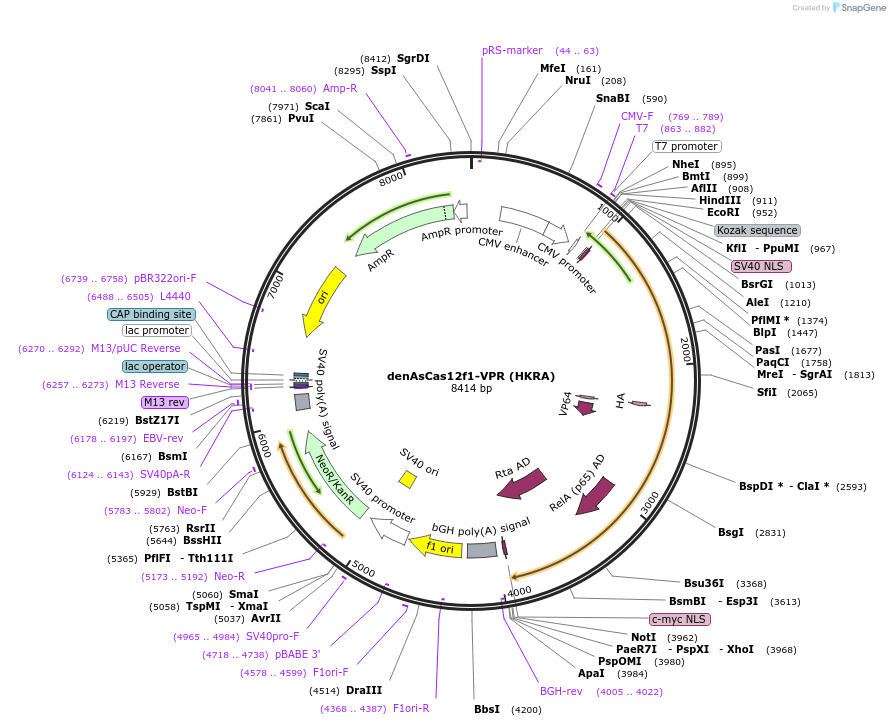 250599-plasmid-map-sequence-id-497444