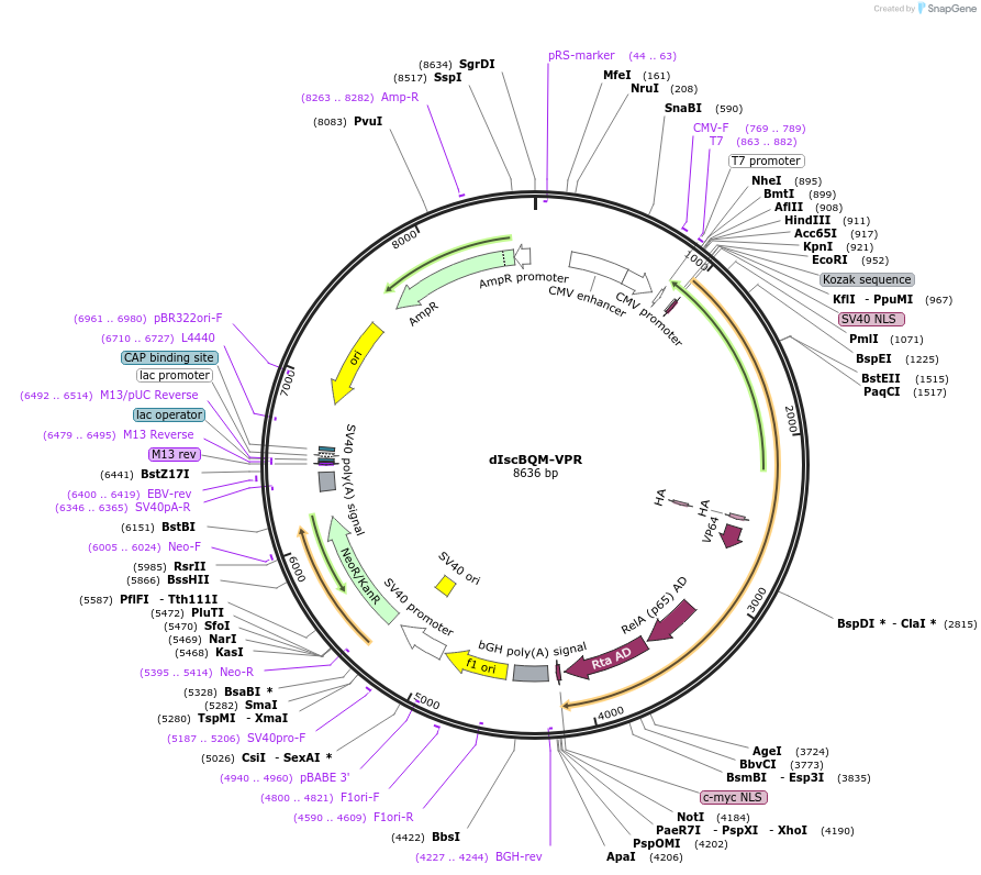250603-plasmid-map-sequence-id-497445